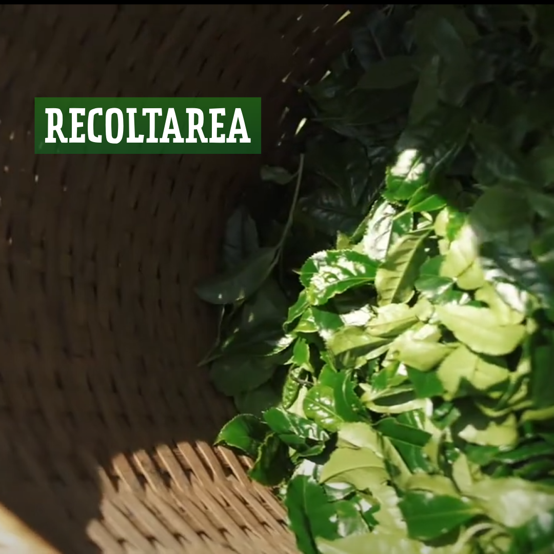 Despre matcha- Recoltare
